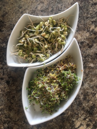 Homemade sprouts: Mungo beans and broccoli.